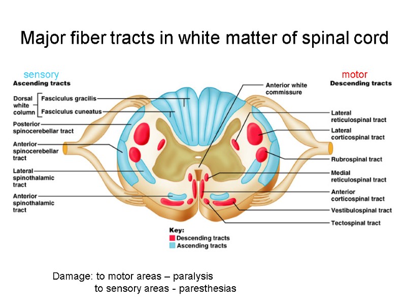 Major fiber tracts in white matter of spinal cord Damage: to motor areas –